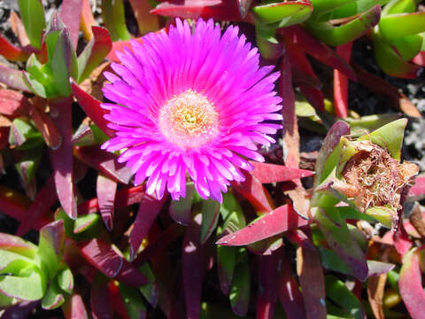 Image of Ice Plants