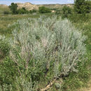 Image of <i>Artemisia cana</i>