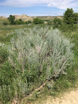 Image of <i>Artemisia cana</i>