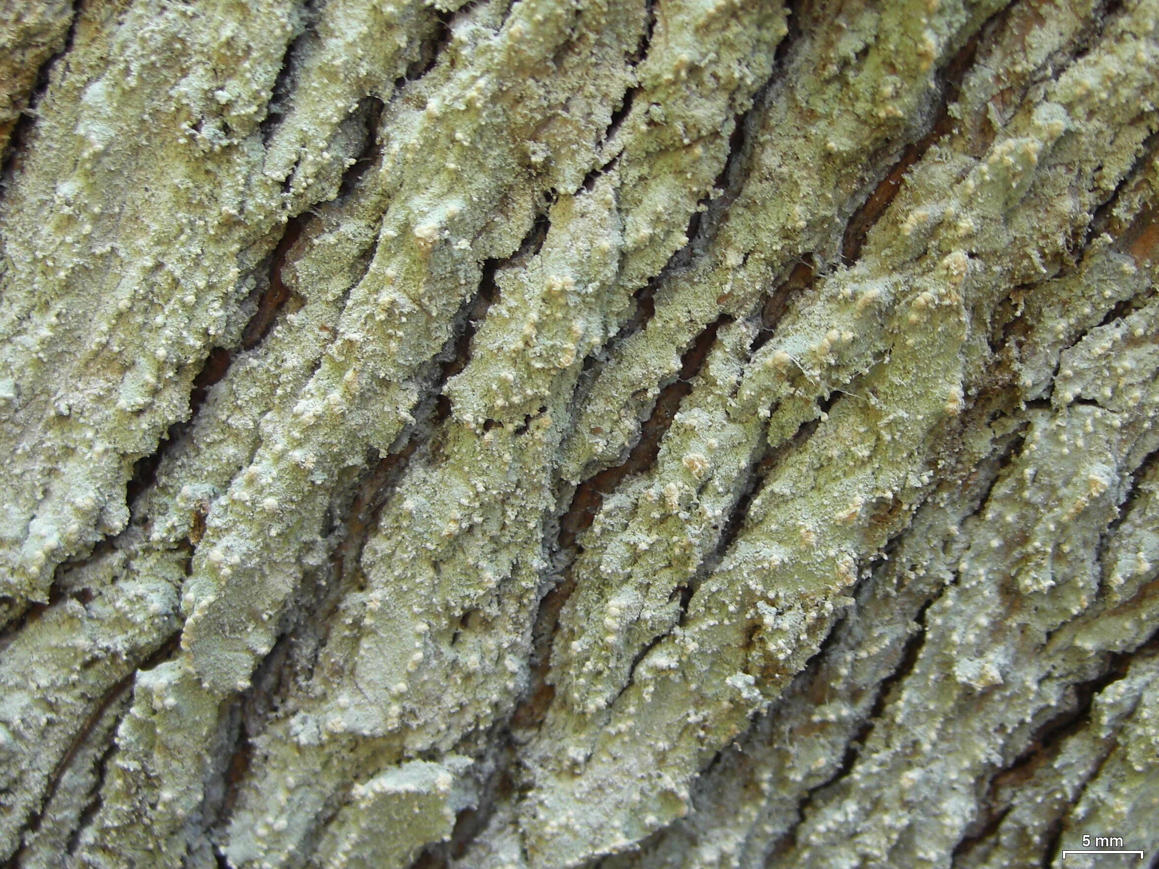 Image of Cryptothecia punctosorediata Sparrius