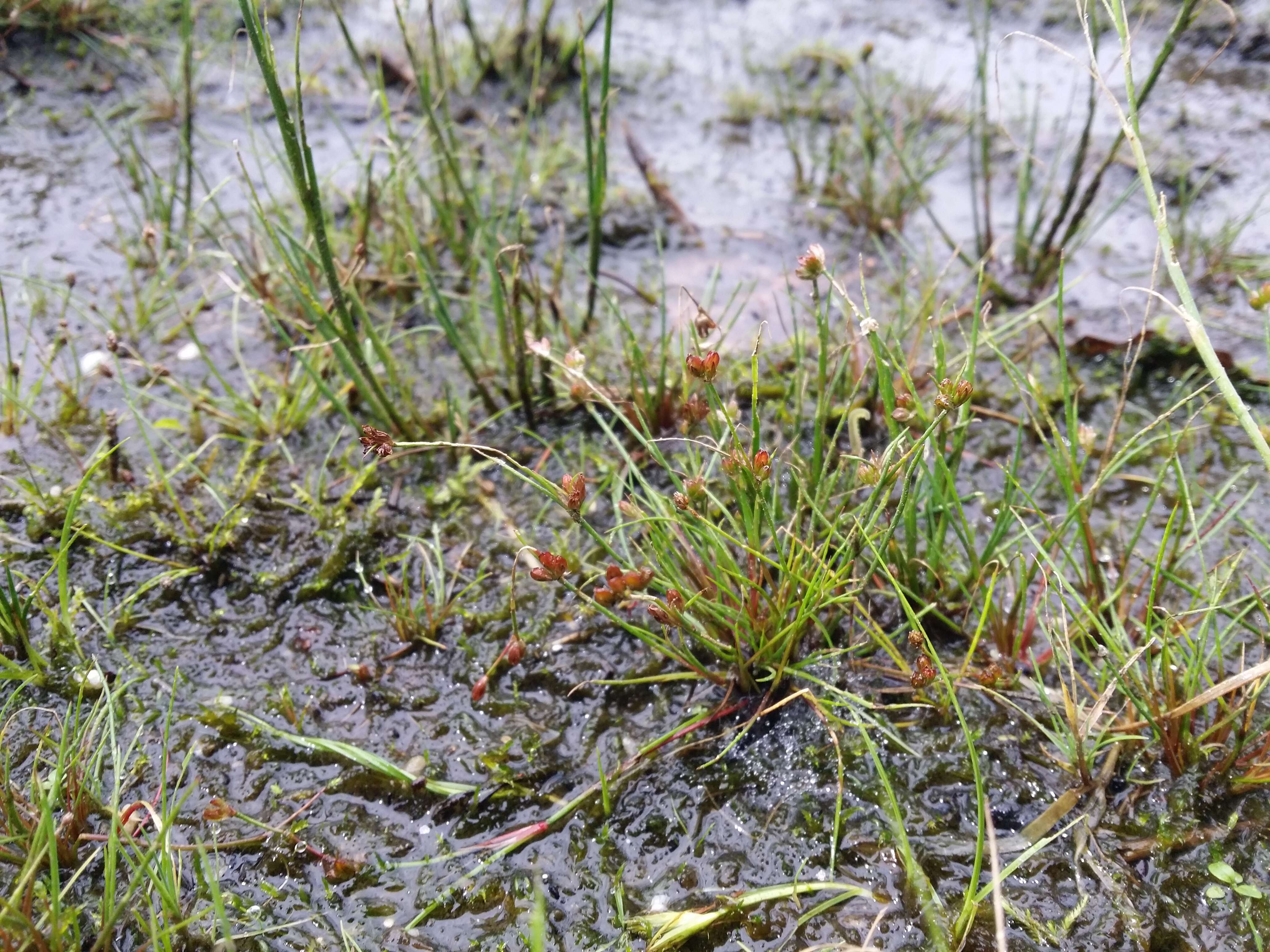 Juncus bulbosus L.的圖片