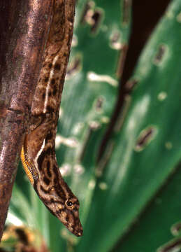 Image of Many-scaled Anole