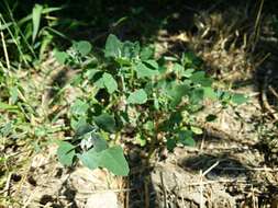 Image of Grey Goosefoot