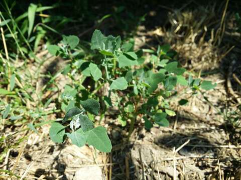 Plancia ëd Chenopodium opulifolium Schrader