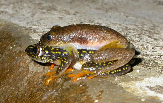 Image of Whitebelly Reed Frog