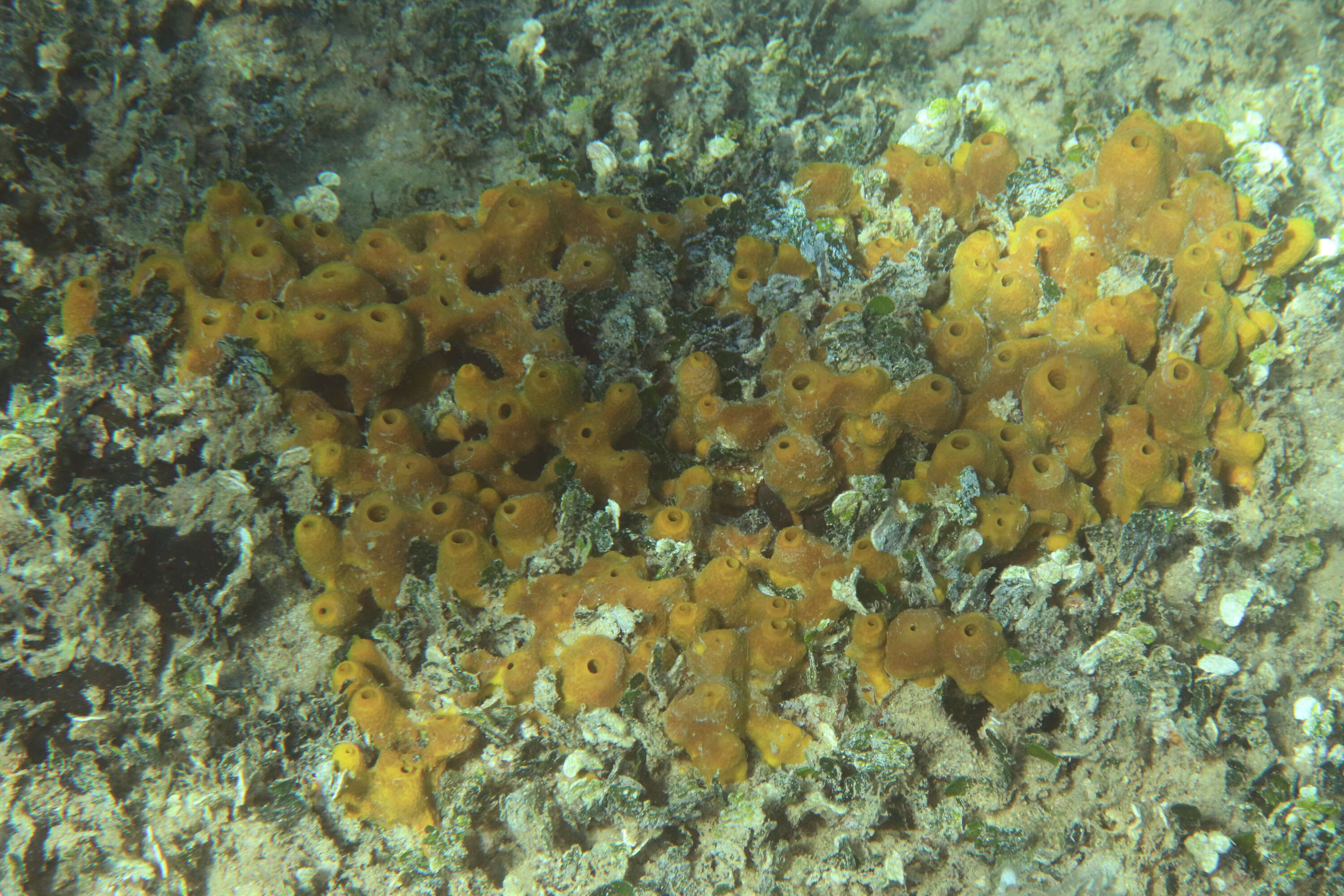 Image of aureate sponge