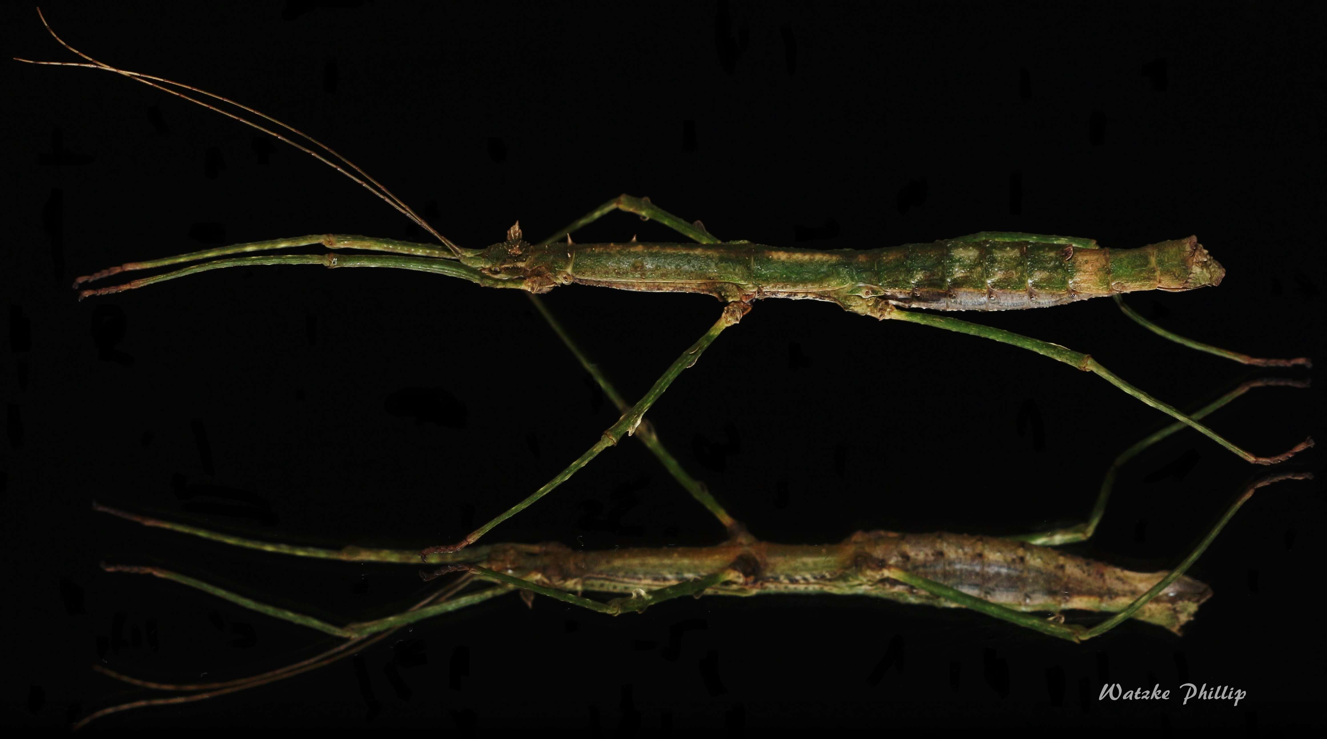 Image of common walkingsticks