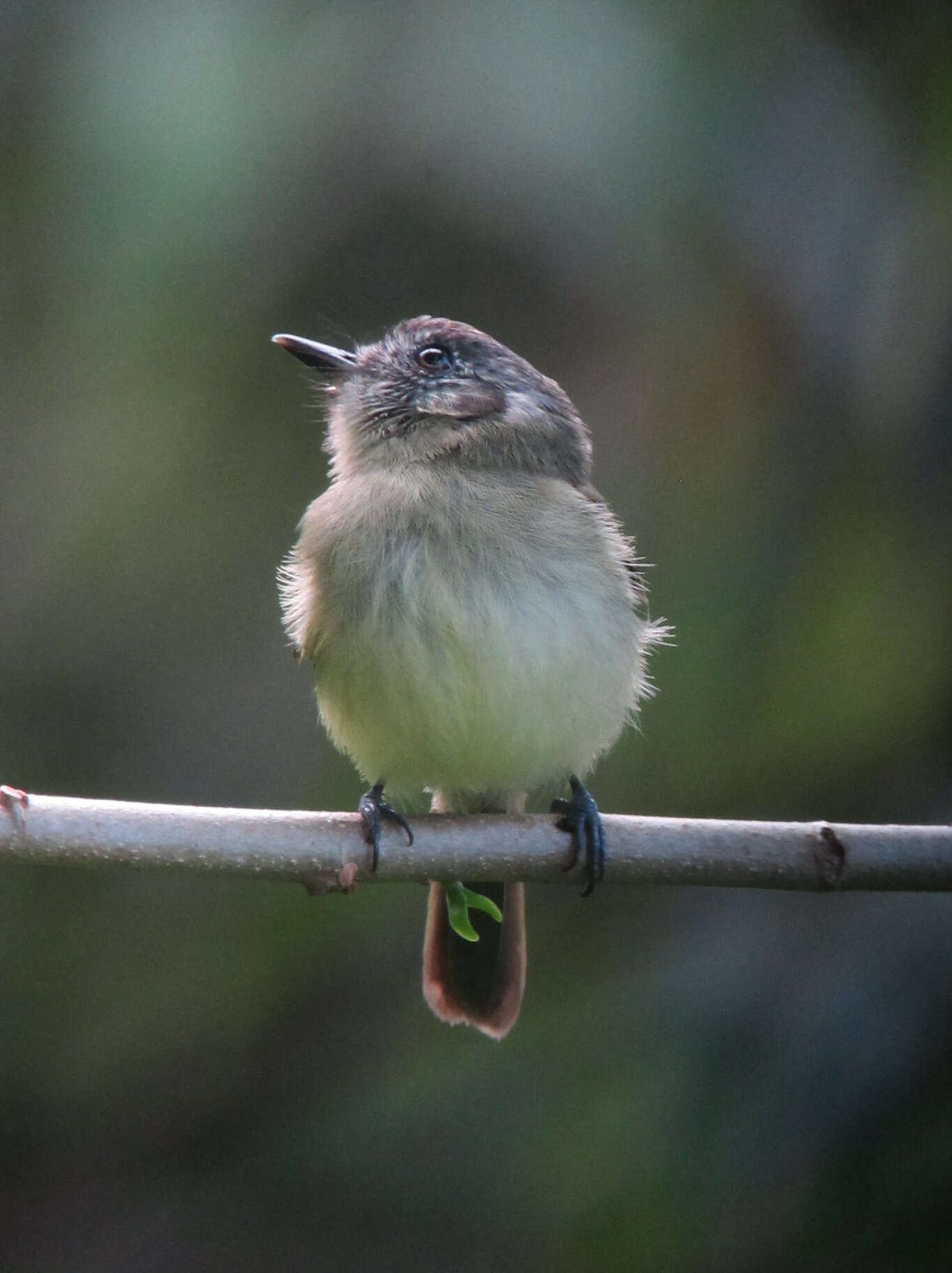 Image of Slaty-capped Flycatcher