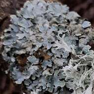 Image of Hammered shield lichen