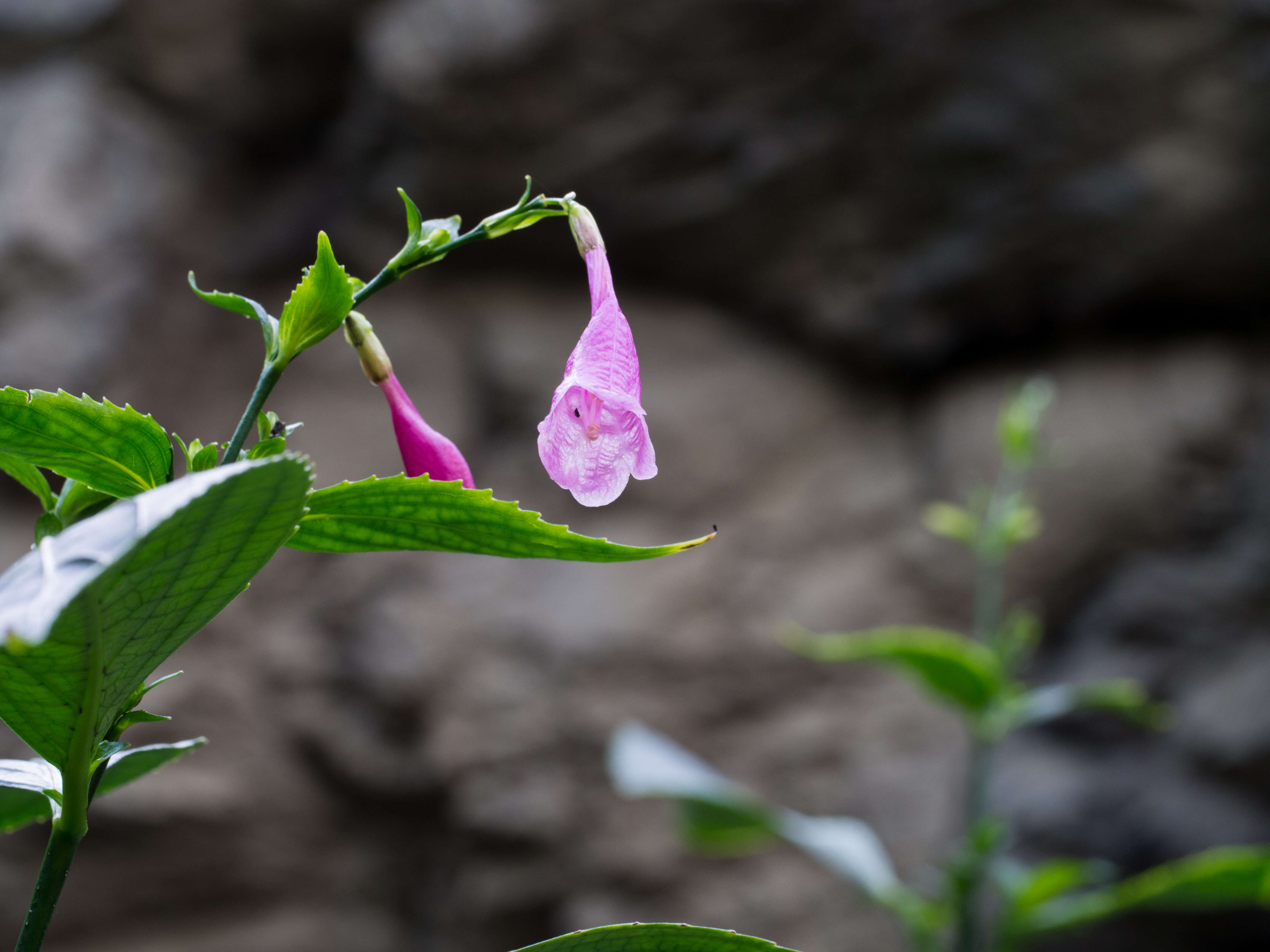 Image of Strobilanthes cusia (Nees) O. Kuntze