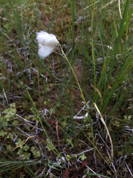 Image of <i>Eriophorum gracile</i>