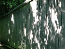 Image of Timber Rattlesnake