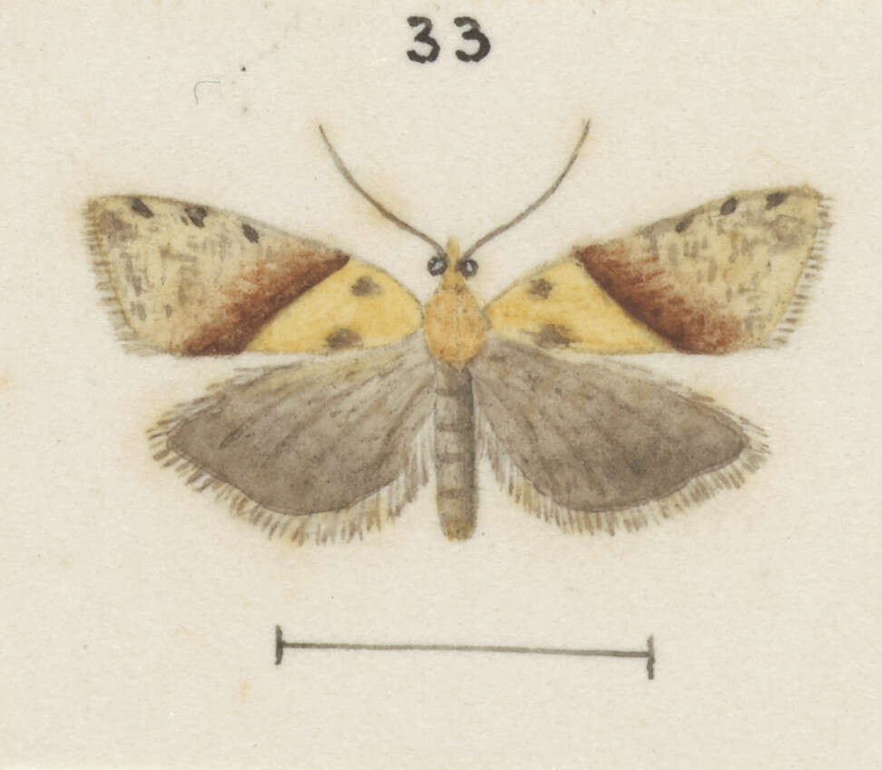 Image of Epichorista hemionana Meyrick 1883