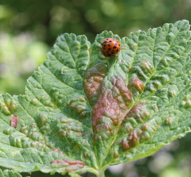 Image of redcurrant aphid