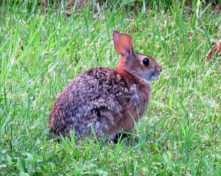Image of Allegheny Cottontail