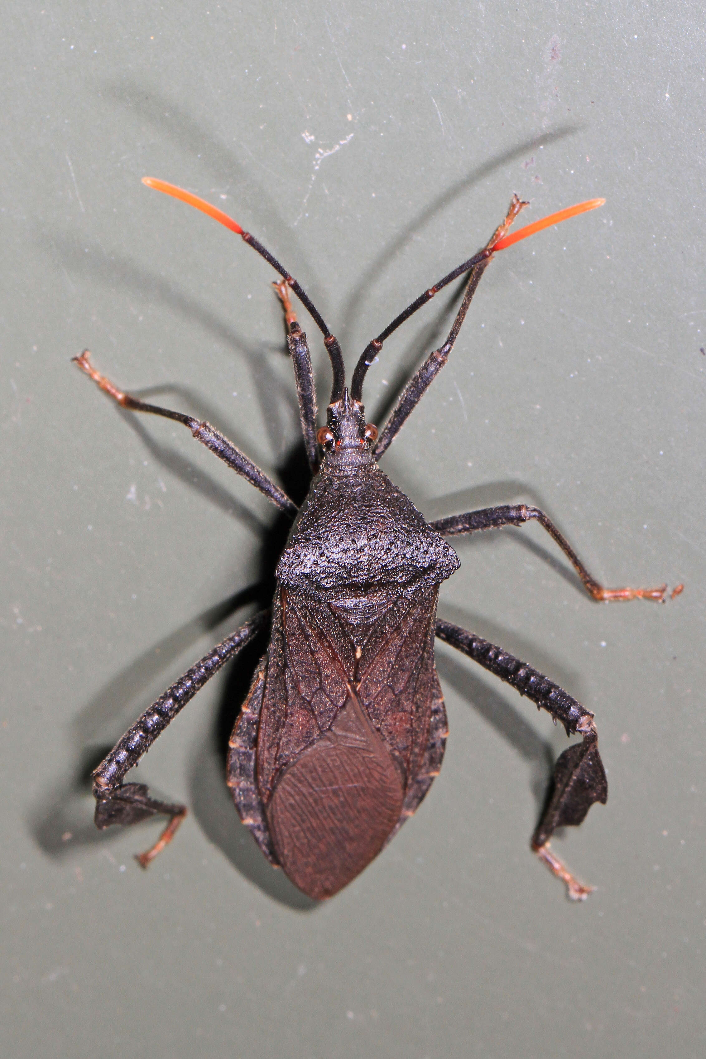 Image of Acanthocephala