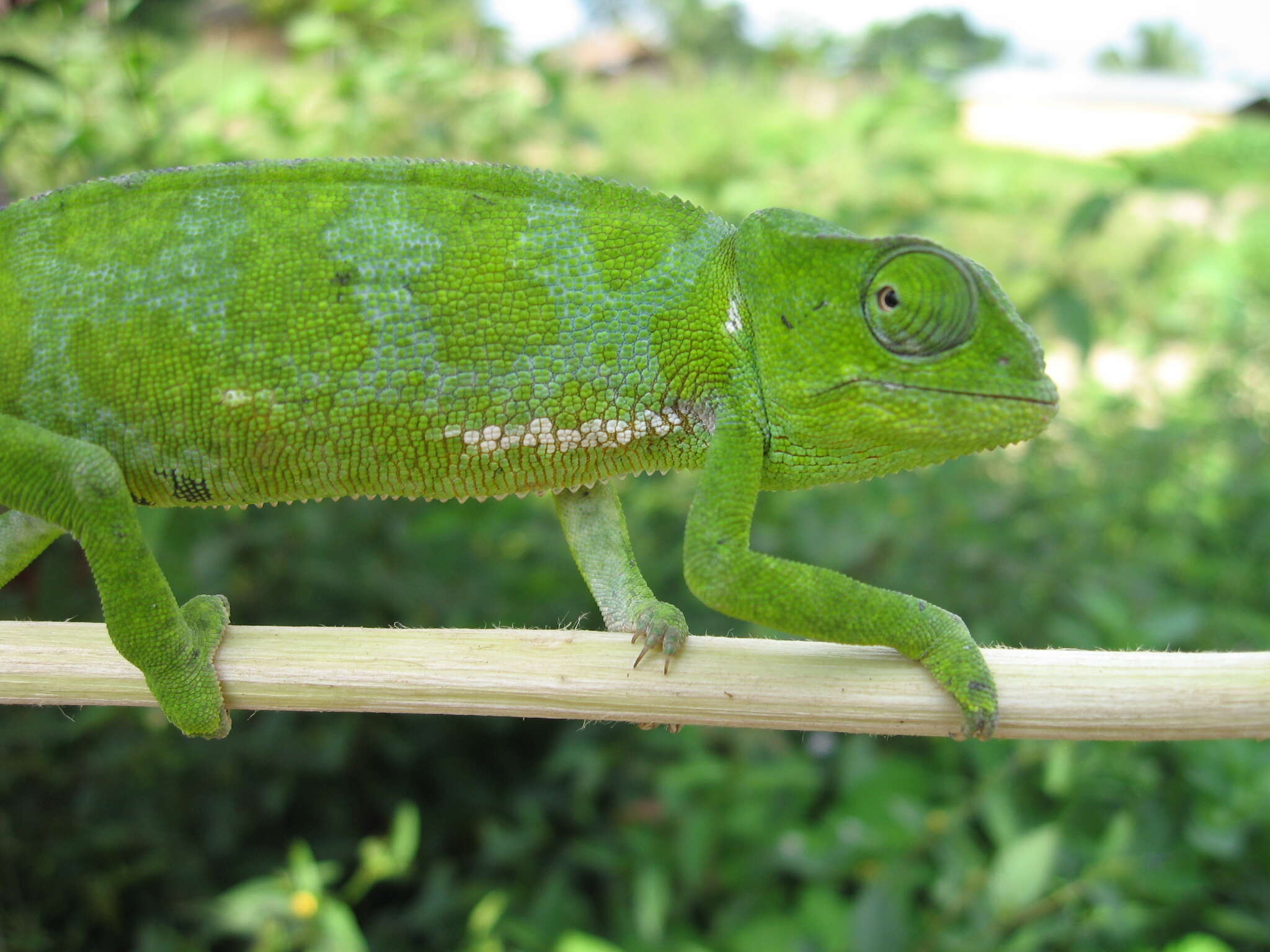 Image of Graceful Chameleon