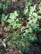 Image of Grey Goosefoot