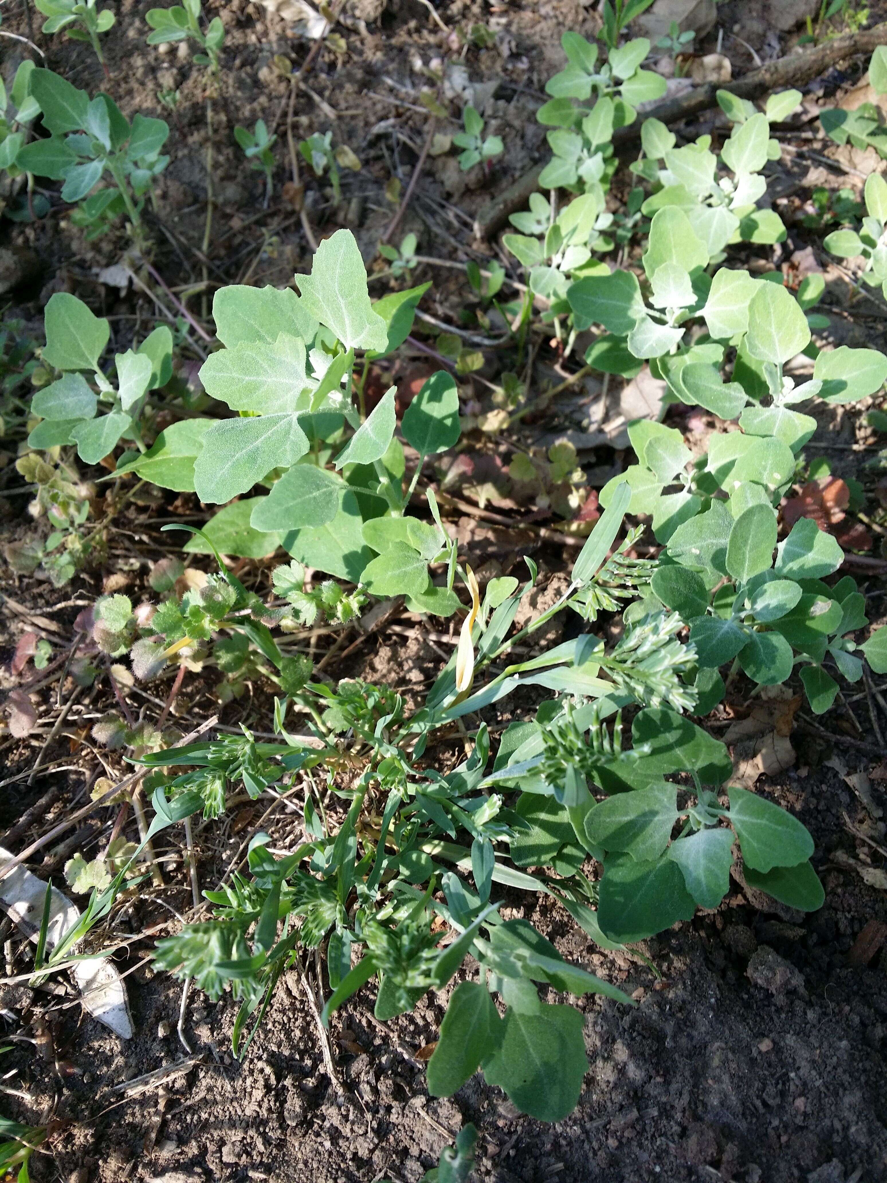 Plancia ëd Chenopodium opulifolium Schrader