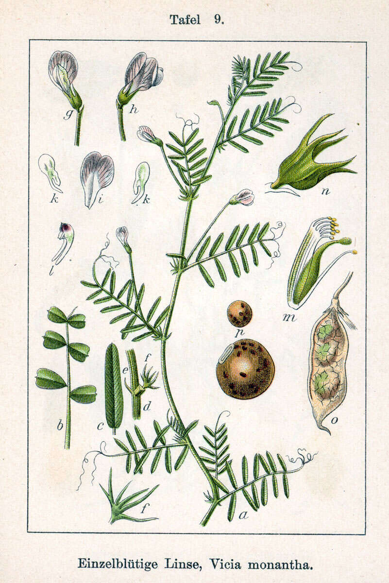 Image of barn vetch