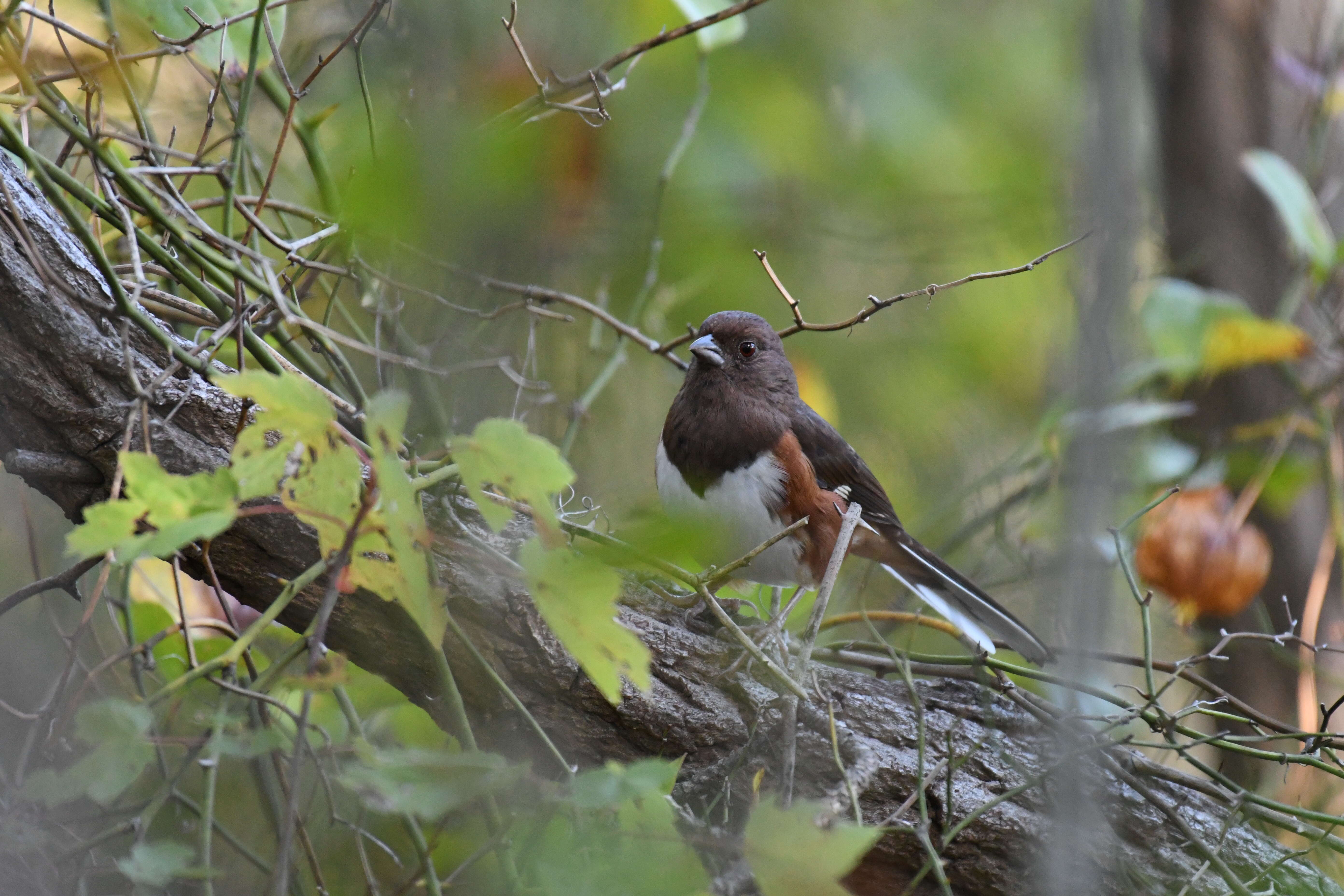 Image of Eastern Towhee