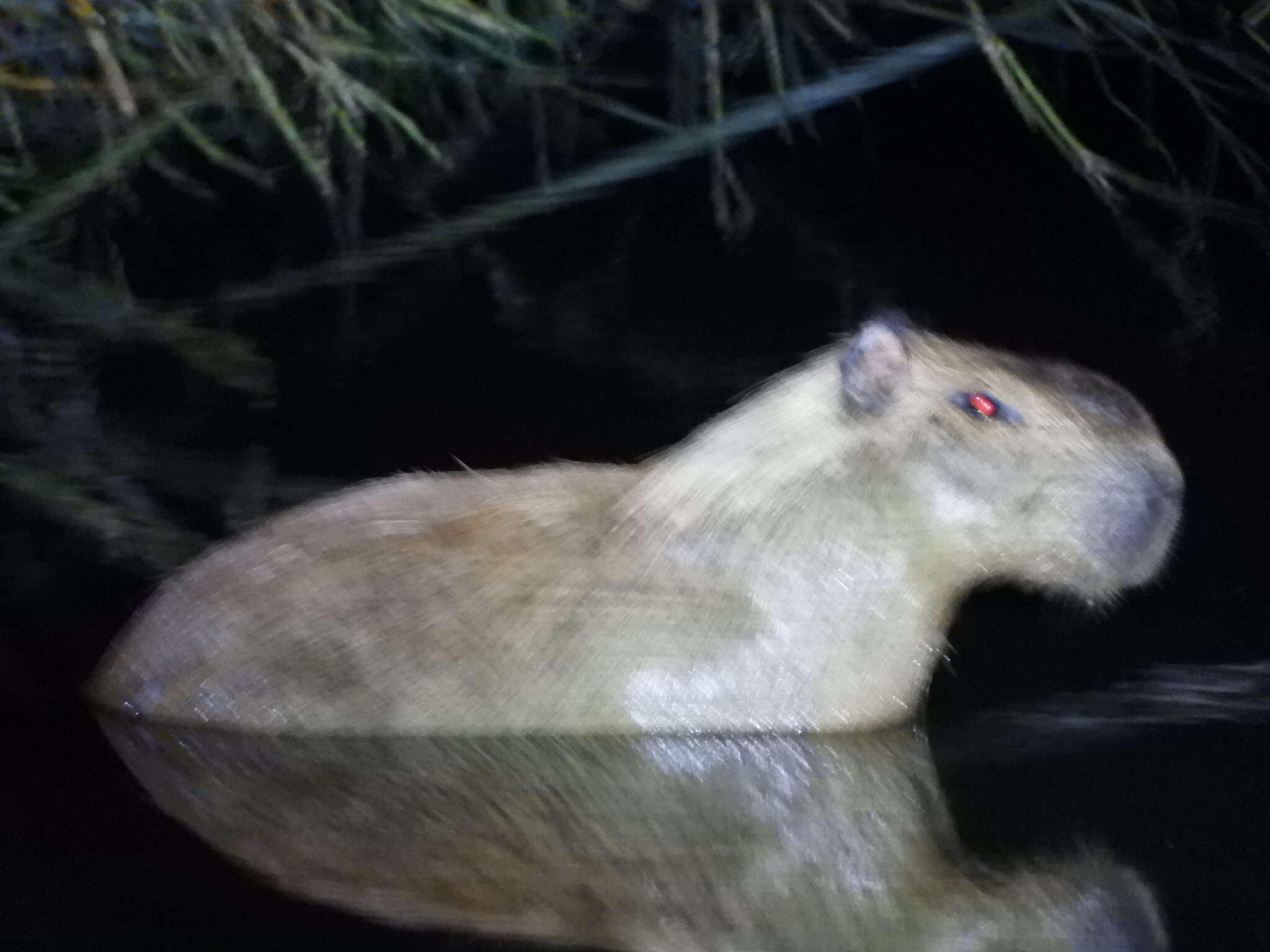 Image of Lesser Capybara