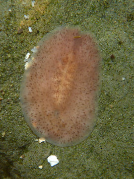 Image of <i><i>Stylochus</i></i> (Stylochus) <i>californicus</i> Hyman 1953