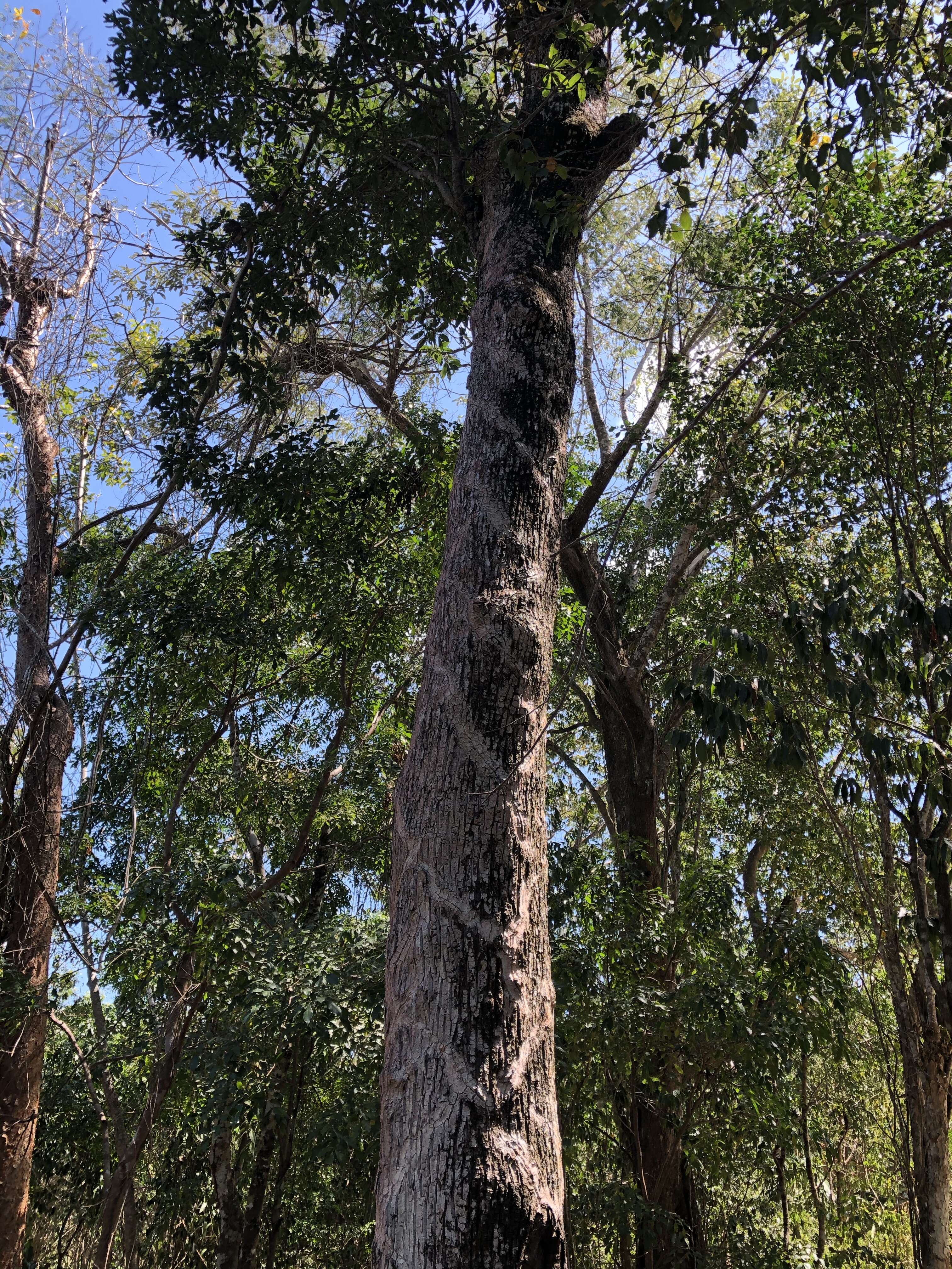 Image of sapodilla