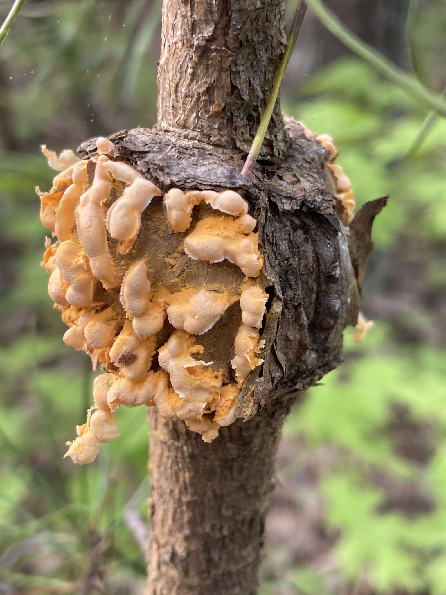 Sivun Cronartium quercuum (Berk.) Miyabe ex Shirai 1899 kuva