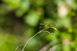 Sivun Erythrodiplax umbrata (Linnaeus 1758) kuva