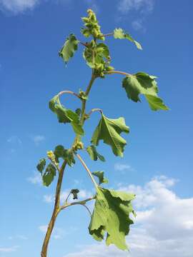 Imagem de Xanthium orientale L.