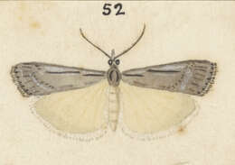 Image of Scoparia ejuncida Knaggs 1867