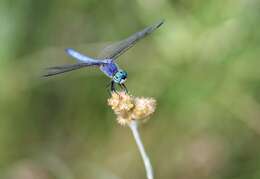 Image of Blue Dasher