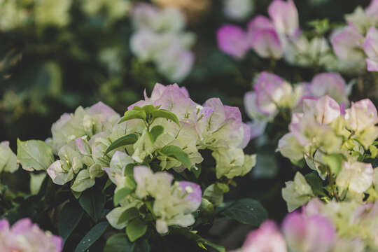 Слика од Bougainvillea