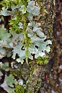 Image of Hammered shield lichen