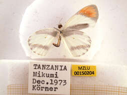 Image of Colotis euippe (Linnaeus 1758)