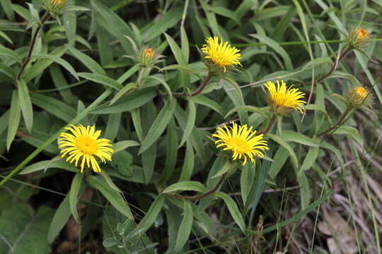 Image of Inula salicina