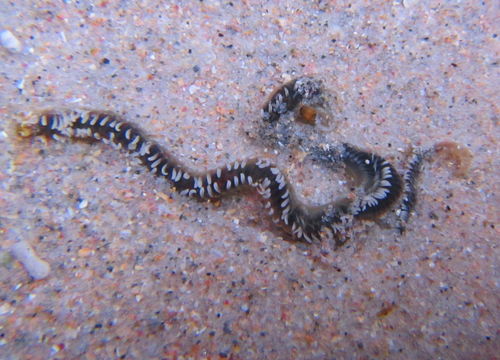 Image of <i>Spio aequalis</i> Ehlers 1904