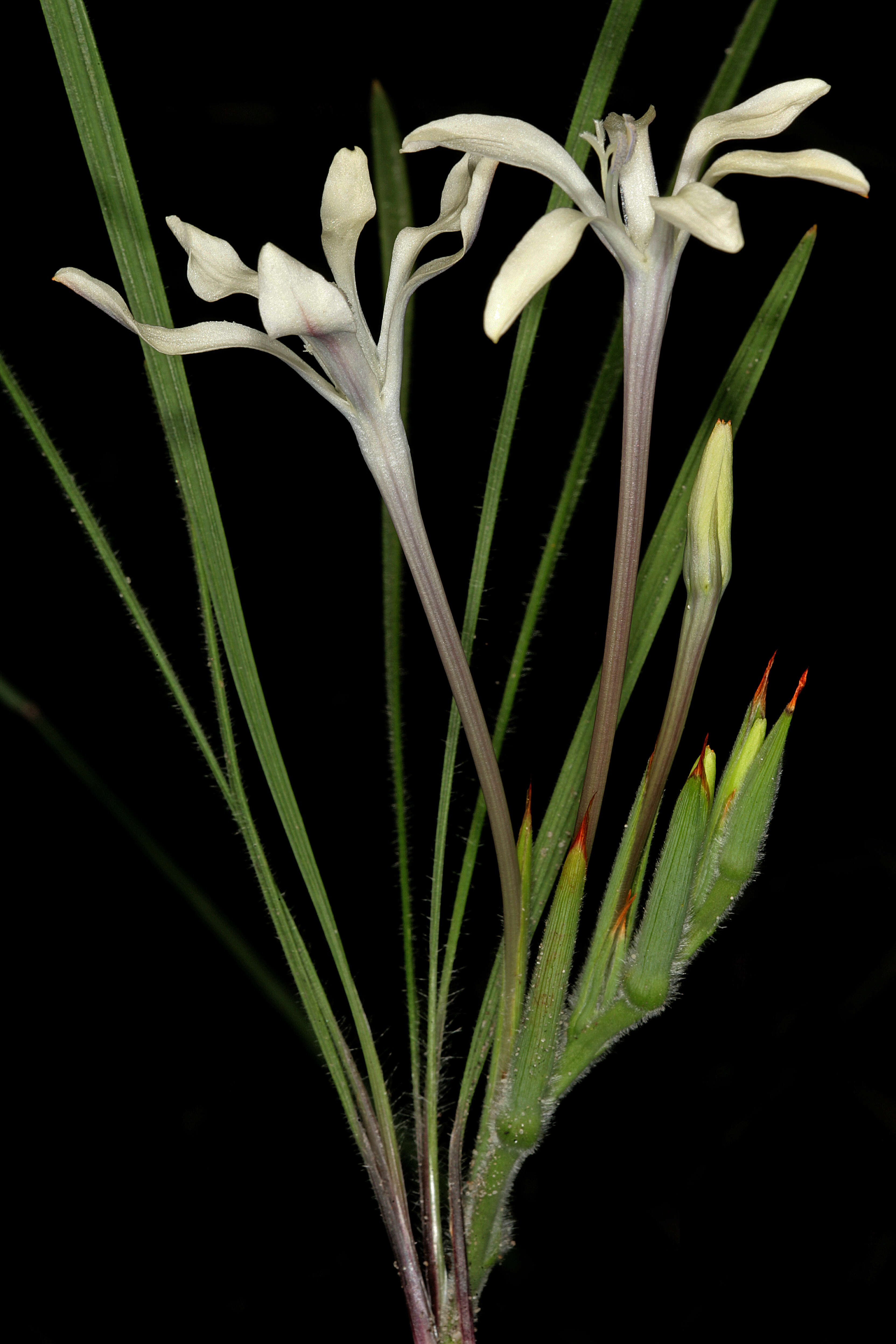 Image of Babiana tubiflora (L. fil.) Ker Gawl.