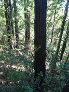 Image of <i>Sequoia sempervirens</i>