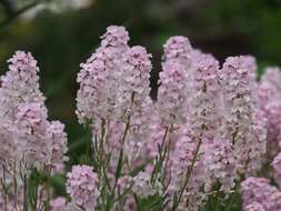 Image de Aethionema grandiflorum Boiss. & Hohen.