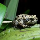Image of Borneo Tree-hole frog
