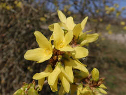 Imagem de Forsythia europaea Degen & Bald.