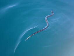 Image of Yellow-bellied sea snake