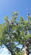 Image of <i>Pseudotsuga menziesii glauca</i>