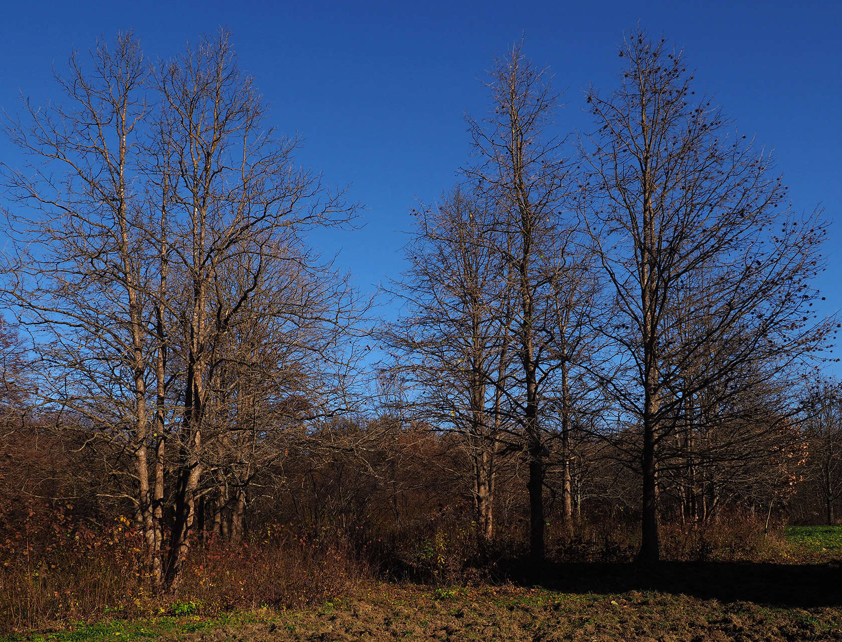 Image of Turkish Hazel