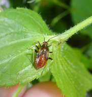 Image of Grypocoris sexguttatus (Fabricius 1777)