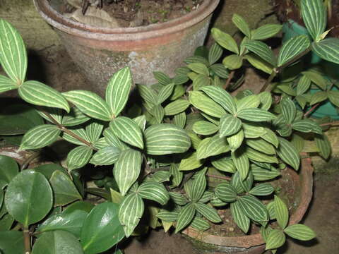 صورة Peperomia tetragona Ruiz & Pav.