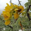 Image of <i>Senna wislizeni</i>