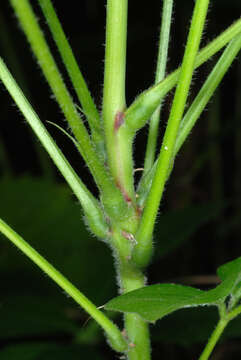 Image of Hylodesmum glutinosum